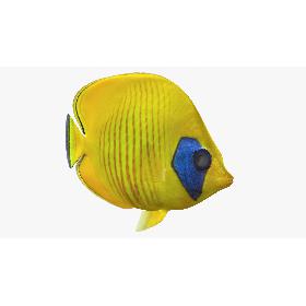 Bluecheek Butterflyfish (Animated) 3D model